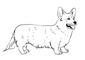 Tô Màu Chó Corgi