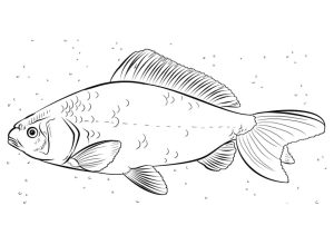 Tô Màu Con Cá Chép