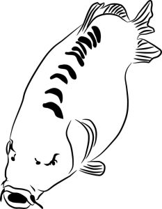 Tô Màu Con Cá Chép