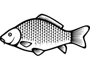 Tô Màu Con Cá Chép