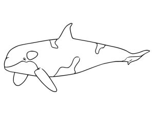 Tô Màu Cá Voi Sát Thủ
