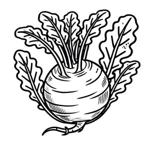 Tô Màu Củ Su Hào