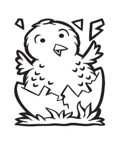 Tô Màu Con Gà Con