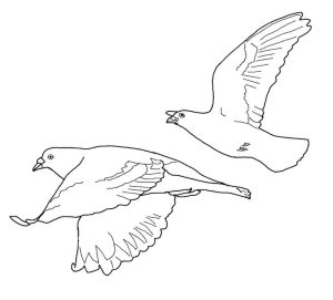 Tô Màu Chim Bồ Câu