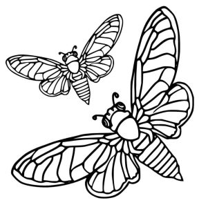 Tô Màu Con Ve Sầu