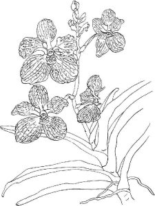 Tô Màu Hoa Lan