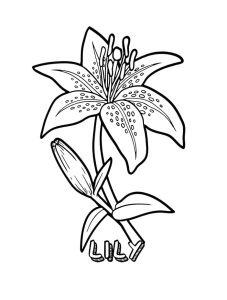 Tô Màu Hoa Loa Kèn