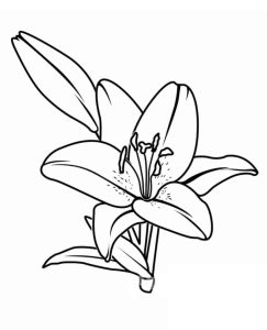 Tô Màu Hoa Ly