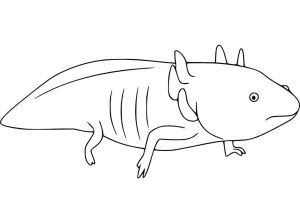 Tô Màu Axolotl