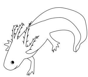 Tô Màu Axolotl