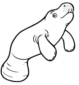 Tô Màu Lợn Biển