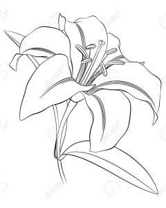 Tô Màu Hoa Ly