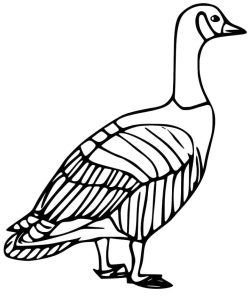 Tô Màu Con Ngỗng