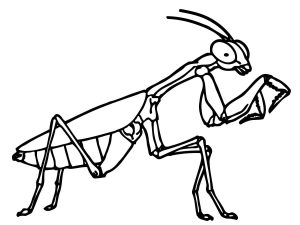 Tô Màu Con Bọ Ngựa