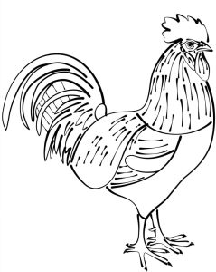 Tô Màu Con Gà