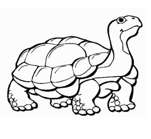 Tô Màu Con Rùa