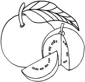 Tô Màu Quả Ổi