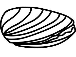 Tô Màu Con Sò Biển
