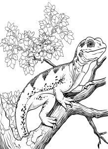 Tô Màu Thằn Lằn
