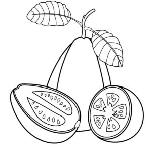 Tô Màu Quả Ổi