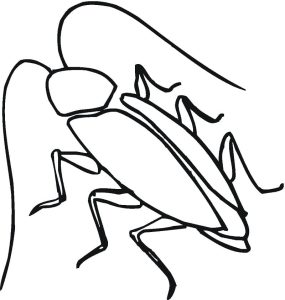 Tô Màu Con Gián