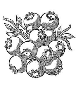 Tô Màu Quả Việt Quất