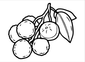 Tô Màu Quả Vải
