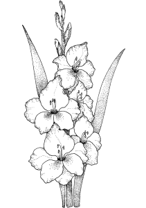 Tô Màu Các Loại Hoa