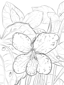 Tô Màu Hoa Violet