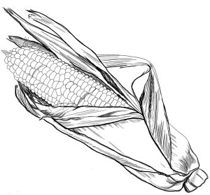Tô Màu Ngô