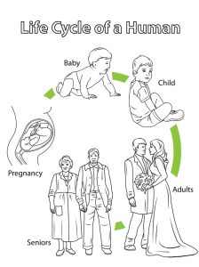 Tô Màu Vòng Đời Sinh Vật