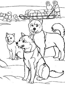 Tô Màu Chó Husky