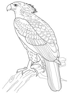 Tô Màu Chim Đại Bàng